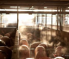 Broceliande filière porc BIO