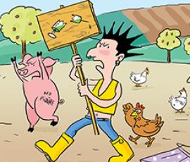Poules_pondeuses_sans_antibiotique