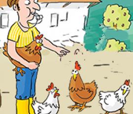 Poules_pondeuses_sans_antibiotique_bien_être_animal
