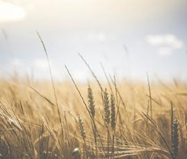 céréales sans pesticide