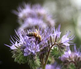  plantes mellifères 