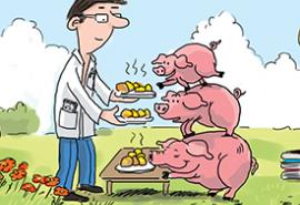 Broceliande filière porc BIO