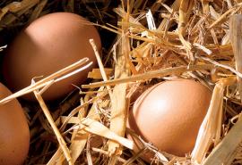 Poules_pondeuses_sans_antibiotique_bien_être_animal
