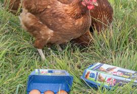 Poules_pondeuses_sans_antibiotique_centre_condi